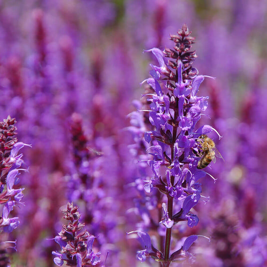 Elixir of the Wild Natural Perfume clary sage by Perfect Potion