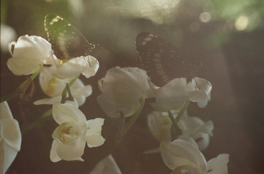 Double exposure film workshop with Gwencyphen Paull