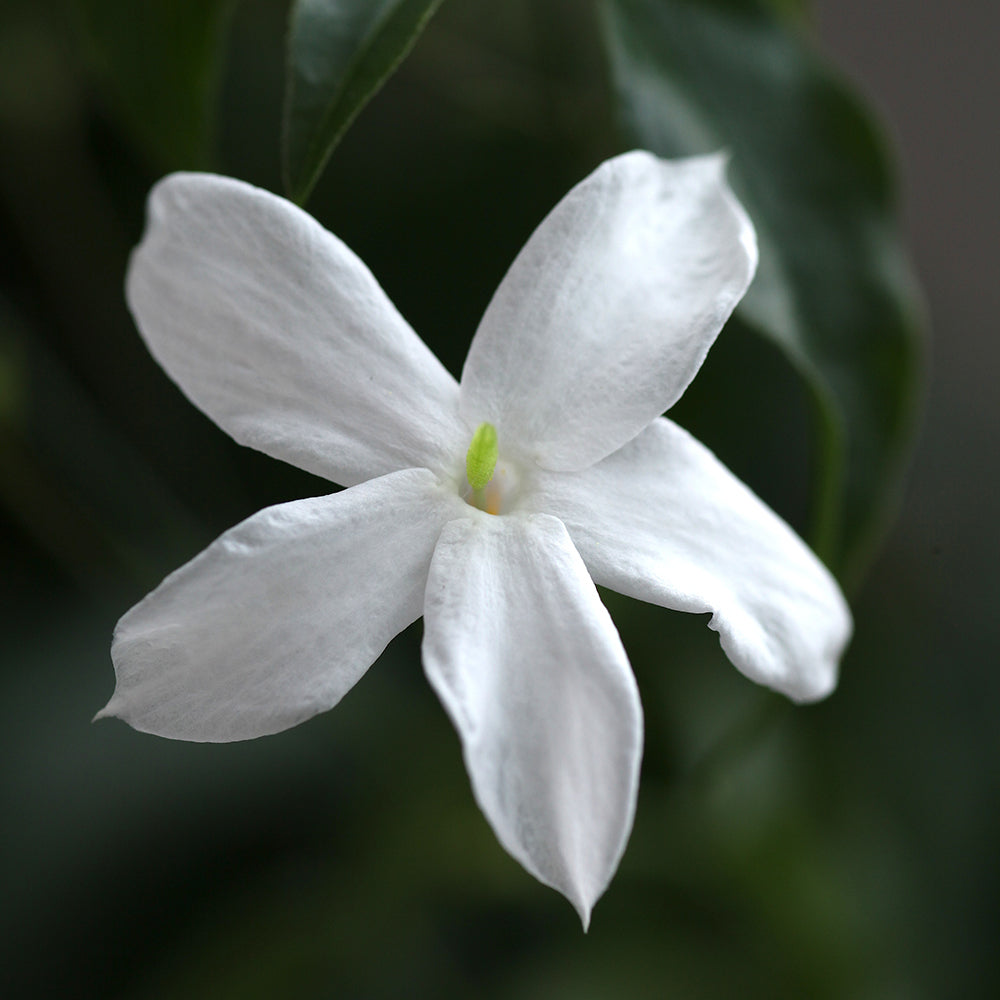 Elixir of Passion Natural Perfume jasmine by Perfect Potion