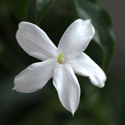 Elixir of Passion Natural Perfume jasmine by Perfect Potion