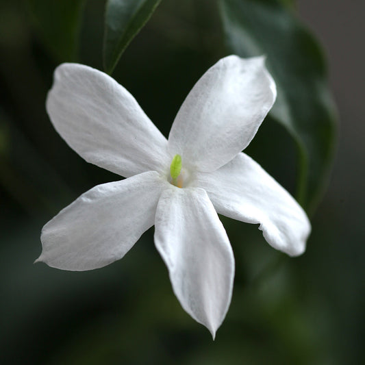 Elixir of Passion Natural Perfume jasmine by Perfect Potion