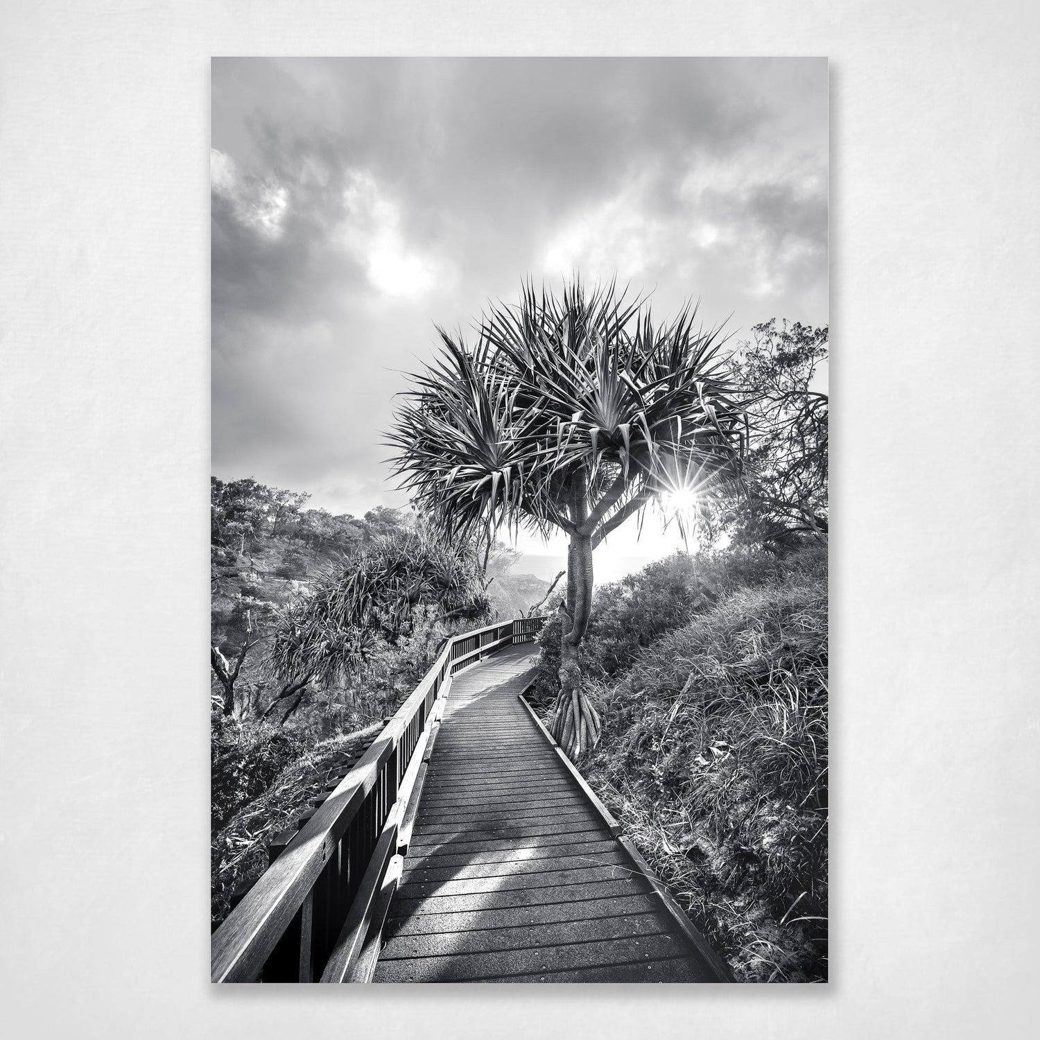 Follow Your Own Path - black and white pandanus palm on the Gorge Walk boardwalk, North Stradbroke Island