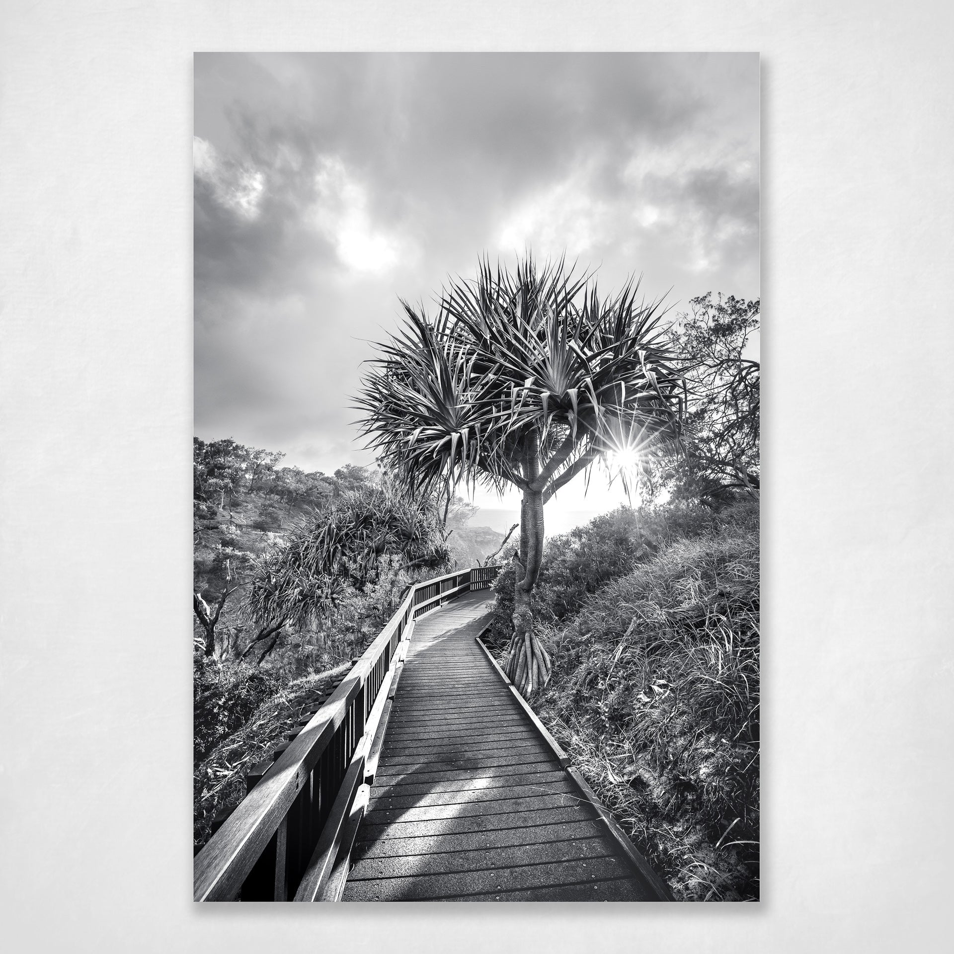 Follow Your Own Path - black and white pandanus palm on the Gorge Walk boardwalk, North Stradbroke Island