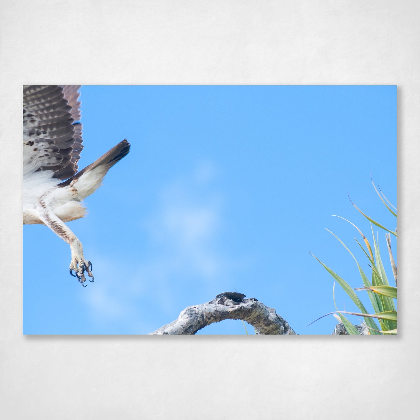 See Ya Later - island scene on North Stradbroke Island