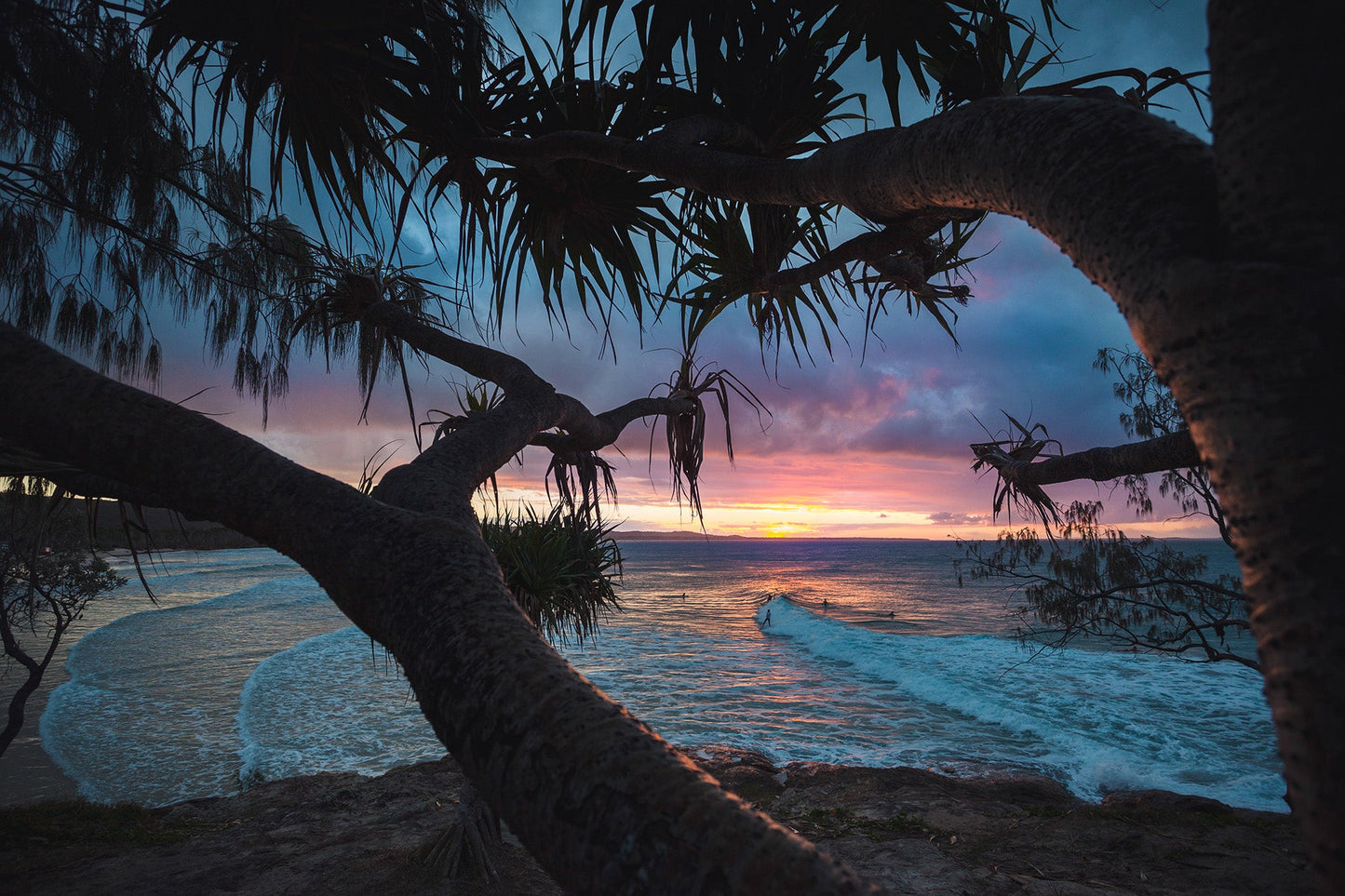 Pandanus Sunset at Adder Rock - pandanus palm framing a coastal sunset, North Stradbroke Island