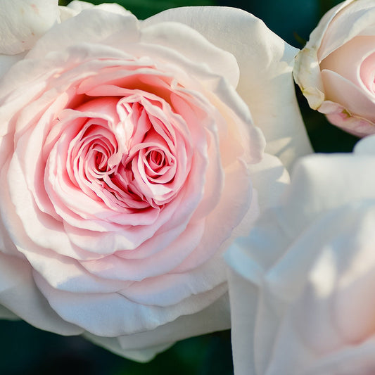 Rose Absolute Pure Essential Oil by Perfect Potion
