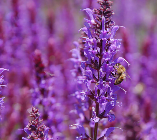 Elixir of the Wild Natural Perfume
