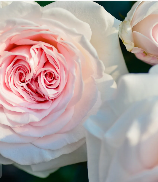 Elixir of the Heart Natural Perfume